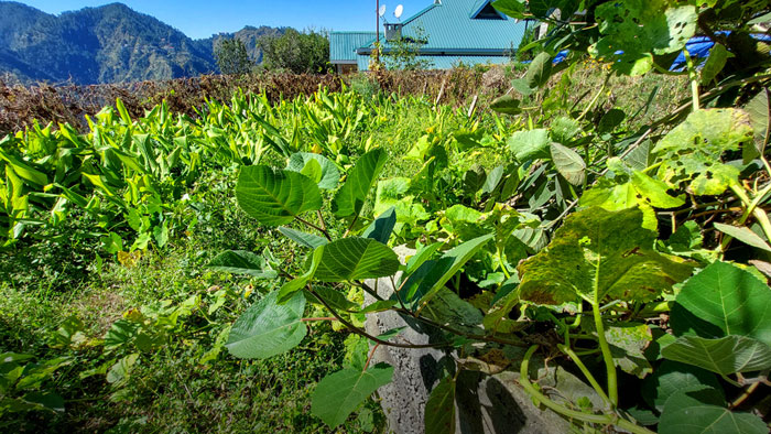 Organic Farming Experience